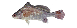 Freshwater Drum